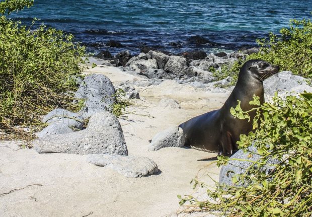 Sea lions Galapagos Island