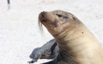 Why is the Galapagos islands a world heritage?