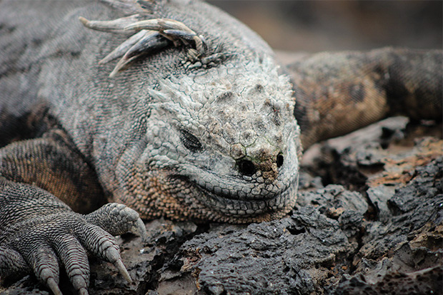 Fauna silvestre al viajar por las Islas Galápagos