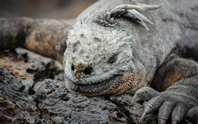 Galapagos Islands wildlife