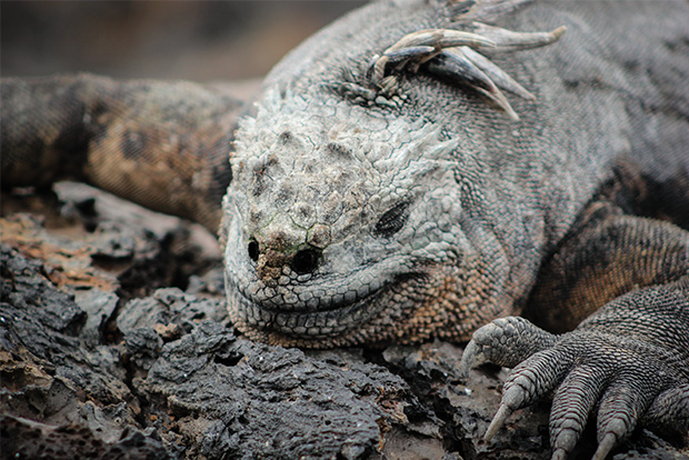 Galapagos Islands wildlife  Blog