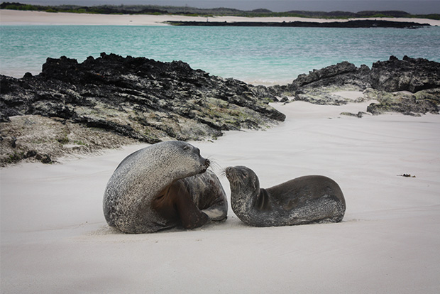 Galapagos Islands cruise trips