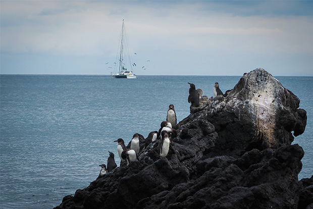 Galapagos Islands ship voyages
