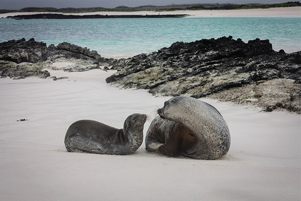 Viajes en crucero por las Islas Galápagos