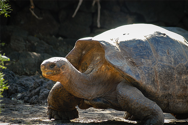 Cruises to the Galapagos Islands Paid by Credit Card