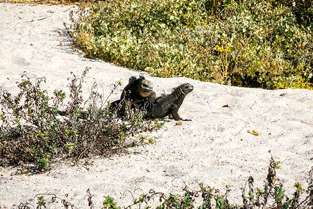 #GalapagosCruises Hashtag