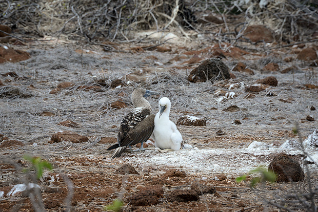 #GalapagosIsland hashtag Twitter