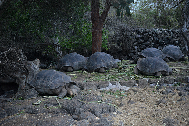 Give a Cruise Trip to the Galapagos Islands