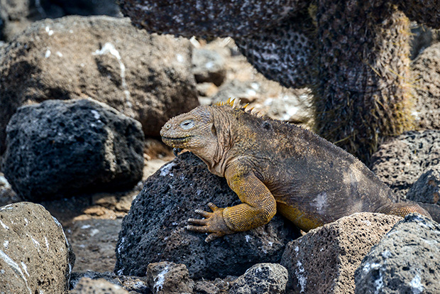 Inexpensive tours to the Galapagos Islands