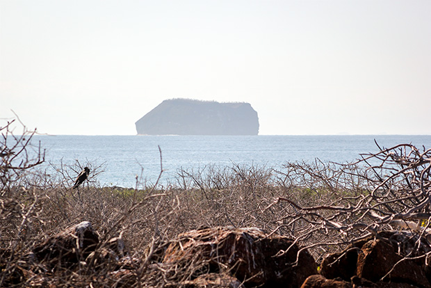 Using Twitter to search the Galapagos Islands