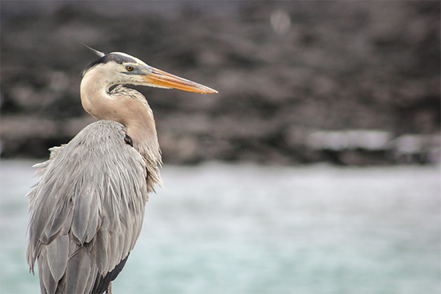 cheap-cruises-to-the-galapagos-islands-december-2016