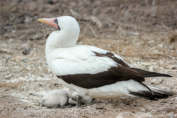 cruises-to-the-galapagos-island-for-3-people-december-2016