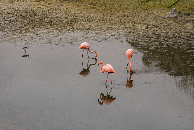 cruises-to-the-galapagos-islands-december-2016