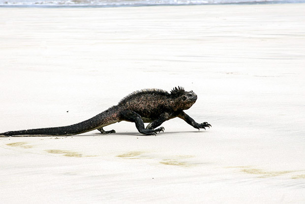 cruises-to-the-galapagos-islands-for-12-people-december-2016