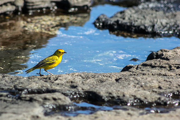 cruises-to-the-galapagos-islands-for-8-people-december-2016