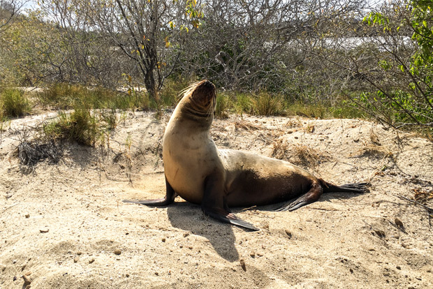 family-cruises-to-the-galapagos-islands-december-2016