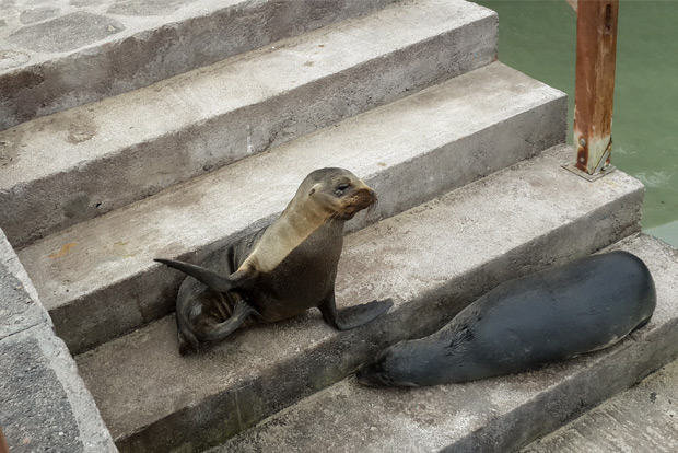 holidays-in-galapagos-islands-december-2016