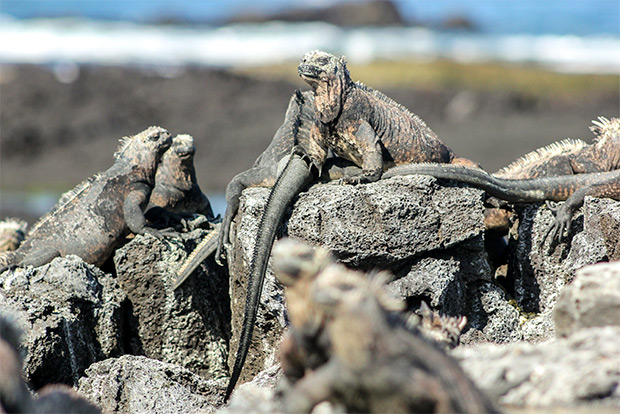 luxury-catamaran-to-the-galapagos-islands-december-2016