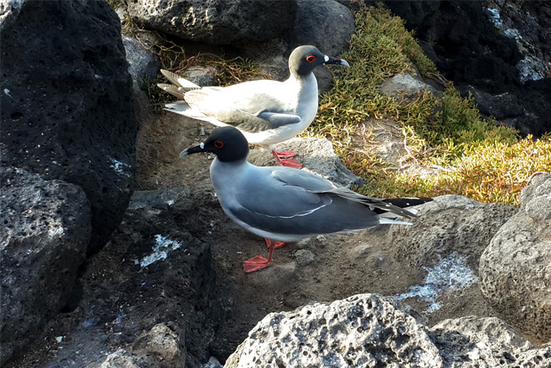 tours-to-galapagos-islands-for-groups-december-2016