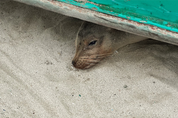 tours-to-galapagos-islands-for-the-whole-family-december-2016