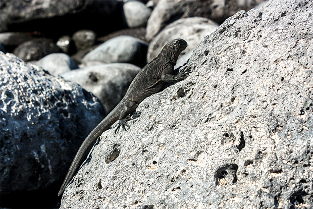 cruises-to-the-galapagos-islands-for-10-people-february-2017