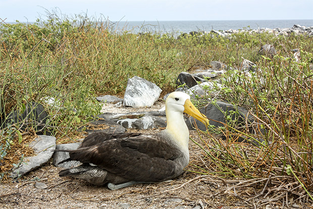 cruises-to-the-galapagos-islands-for-12-people-january-2017