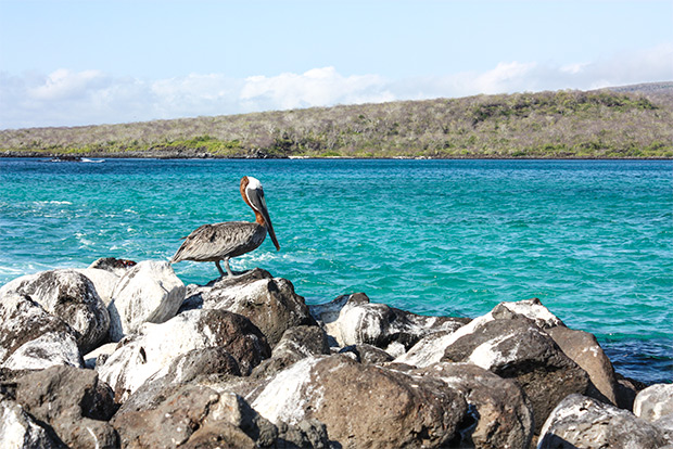 cruises-to-the-galapagos-islands-for-14-people-january-2017