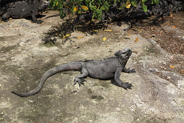 cruises-to-the-galapagos-islands-for-15-people-february-2017