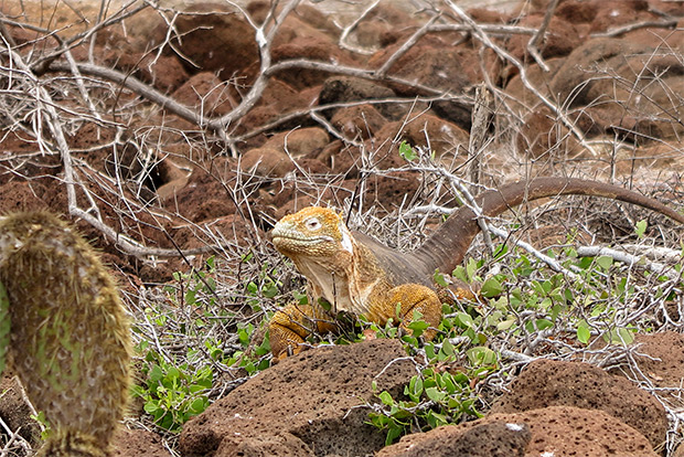 cruises-to-the-galapagos-islands-for-15-people-january-2017