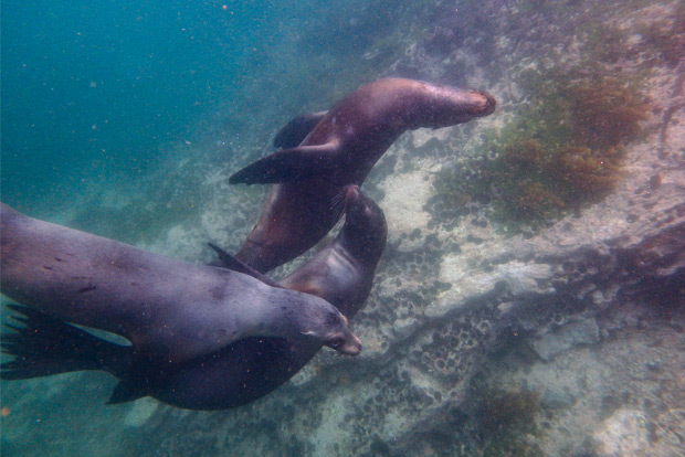 cruises-to-the-galapagos-islands-for-2-people-february-2017