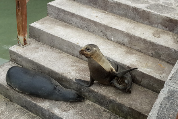 Discount Cruises to the Galapagos Islands January 2023