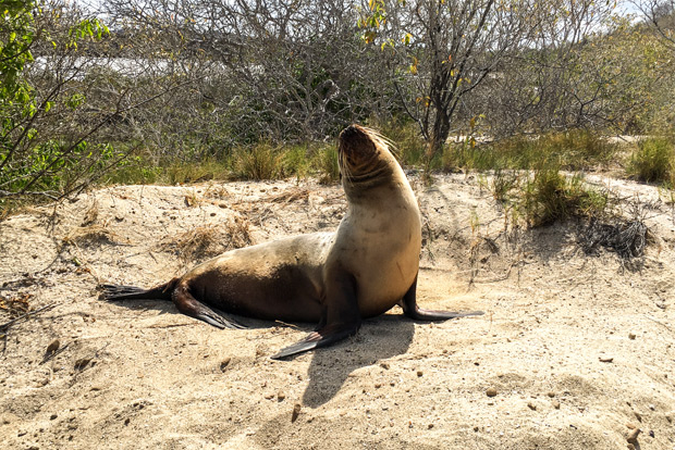 family-cruises-to-the-galapagos-islands-february-2017