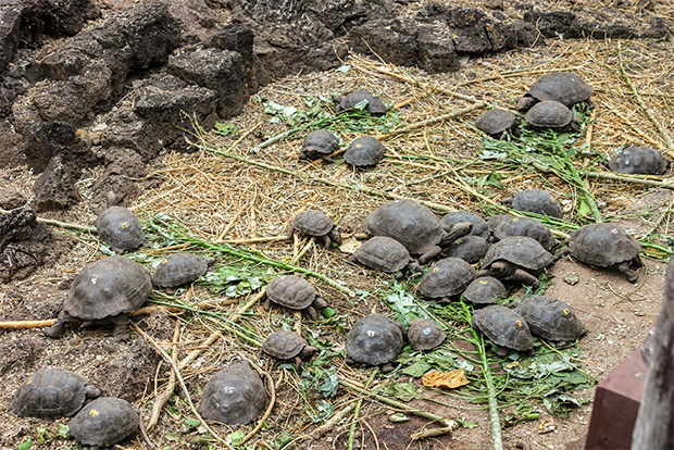 galapagos-islands-tours-january-2017