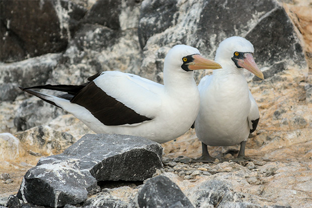 romantic-catamarans-to-the-galapagos-islands-february-2017