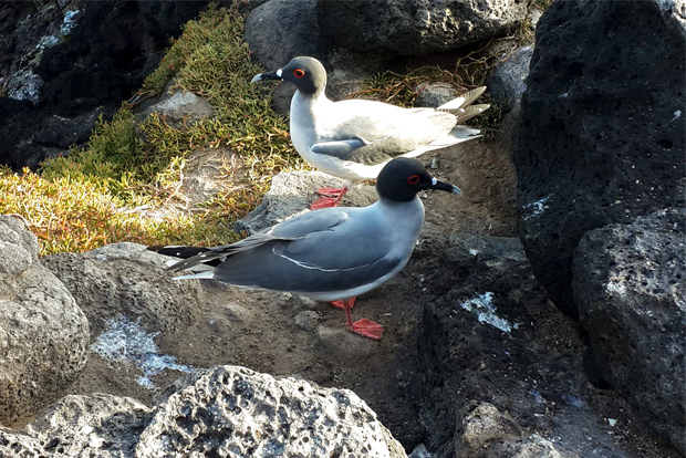 tourism-to-galapagos-islands-january-2017