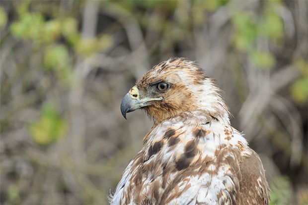 travel between galapagos islands