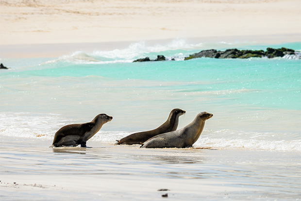 galapagos cruise march 2023