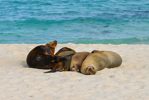 galapagos cruise march 2023