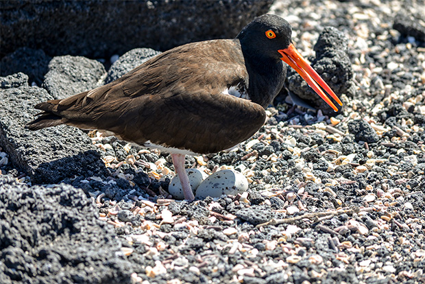 best galapagos cruise for seniors