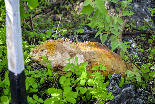 Galapagos Islands Christmas 2022 Holidays In Galapagos Islands May 2022 - Galapagosinformation.com Blog