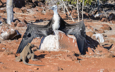 Cruises to the Galapagos Islands for 11 passengers September 2023