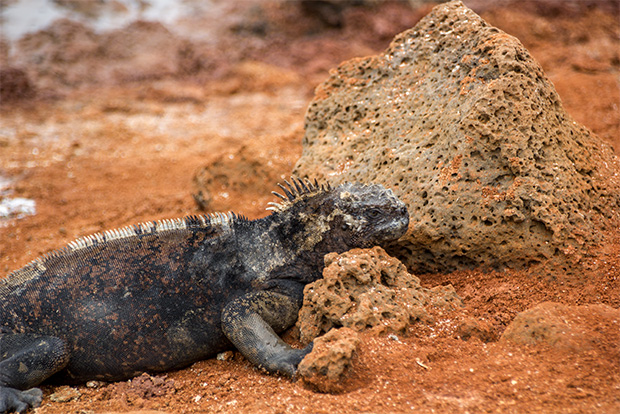 galapagos islands travel restrictions