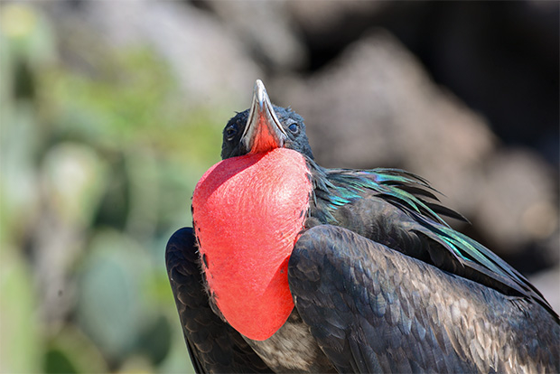 galapagos cruises december 2022