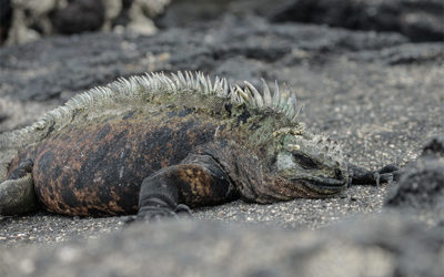 Last minute offers to Galapagos Islands December 2023