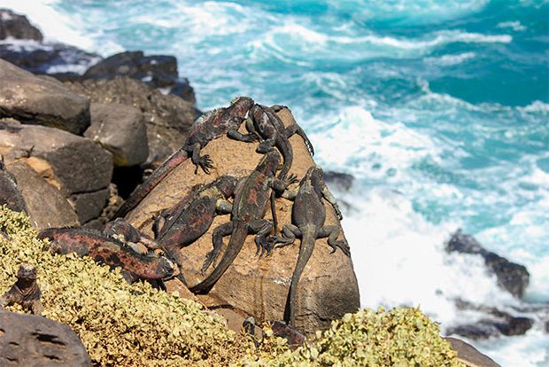 Cruise To The Galapagos Islands From Maldives Galapagosinformation Com Blog