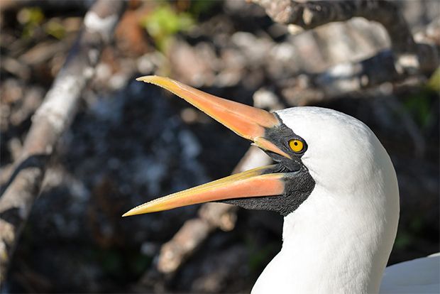 best galapagos cruise for seniors