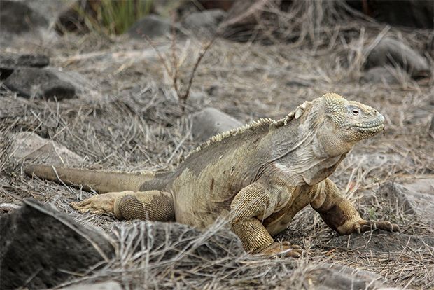 travel between galapagos islands