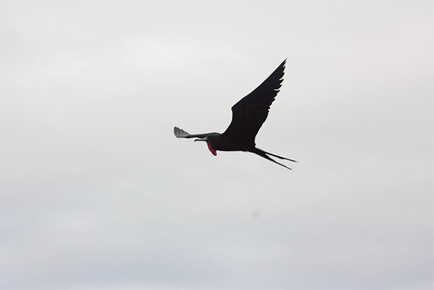 travel between galapagos islands