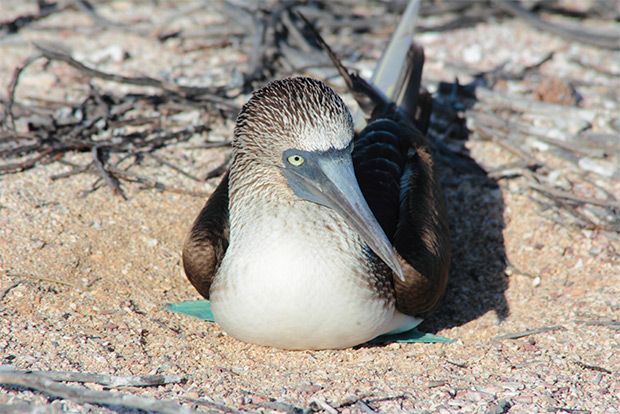 galapagos cruises april 2023