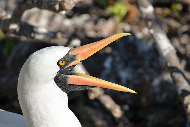 Galapagos Islands Book With Confidence